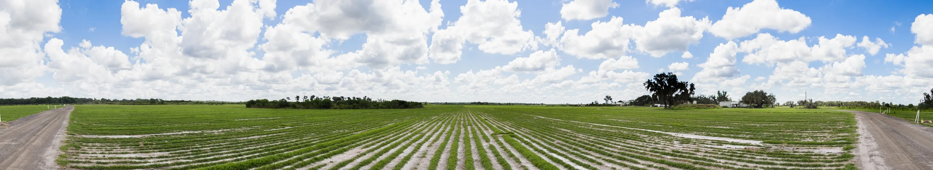 Rows of sod regrowing after harvest, stretching to the tree line under a summer sky at the Bayside Sod farm