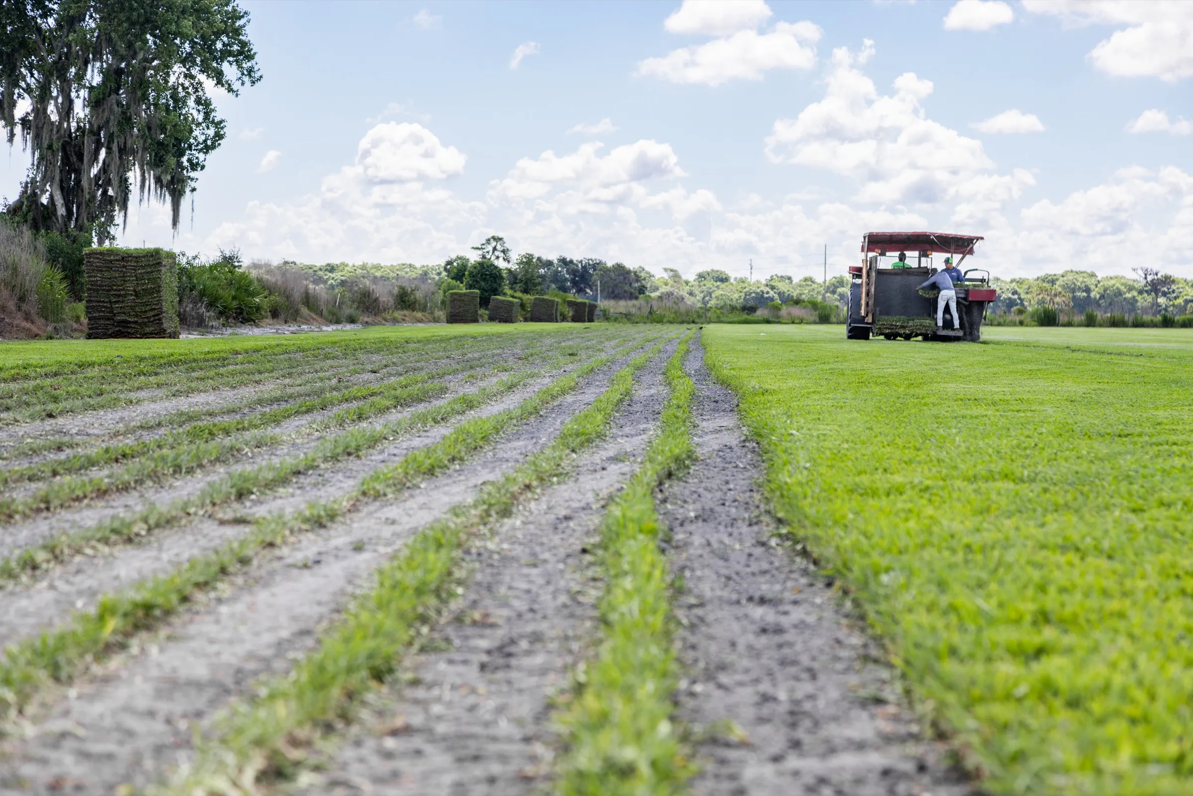 Pallets of fresh-cut sod in a harvested field at the Bayside Sod farm in Bradenton