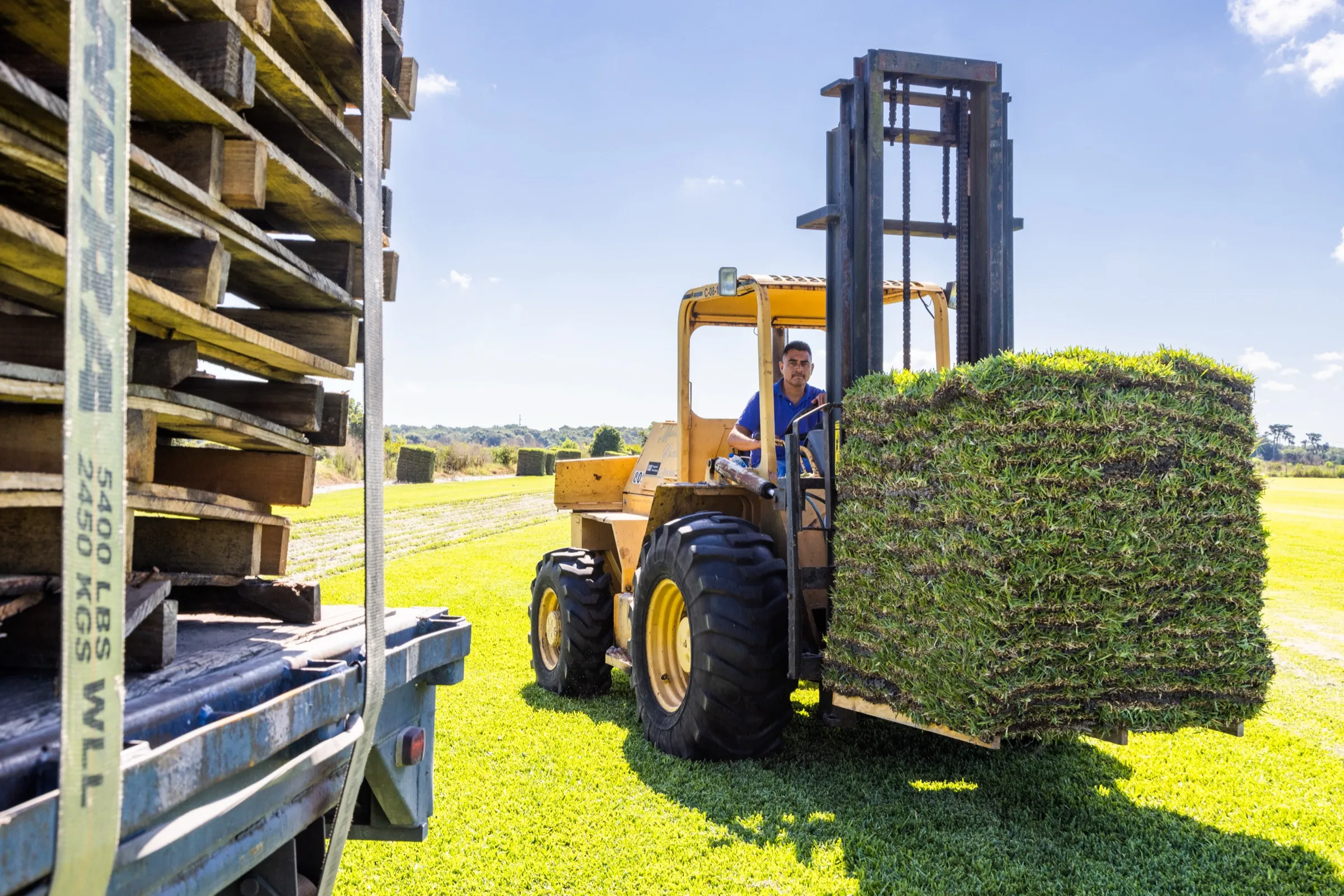 Forklift carrying a pallet of fresh sod across the Bayside Sod farm