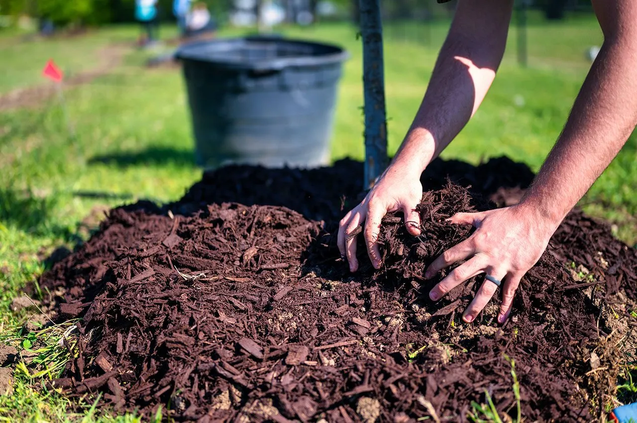 4 Best Practices for Lawn Pest Control