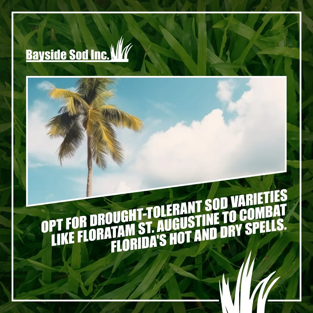 Drought-tolerant sod options