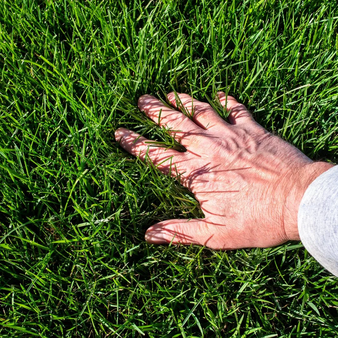 Regular aeration for a healthy lawn
