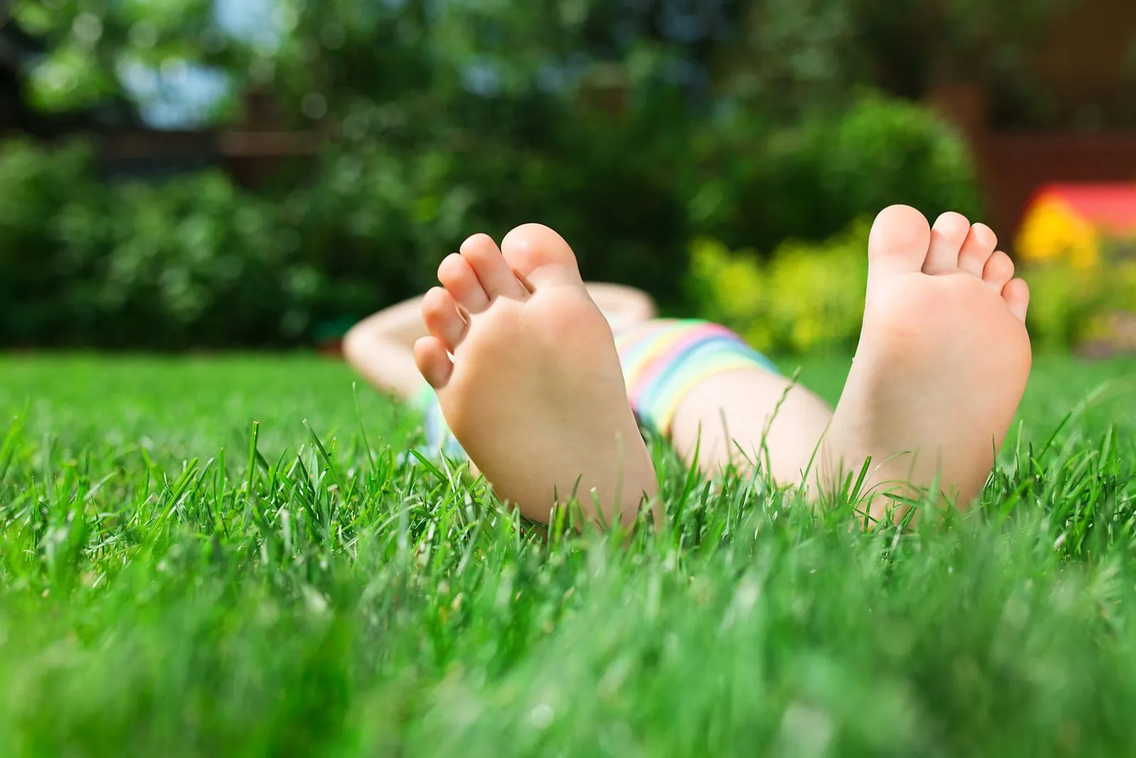 Spruce up your Florida lawn with St. Augustine sod