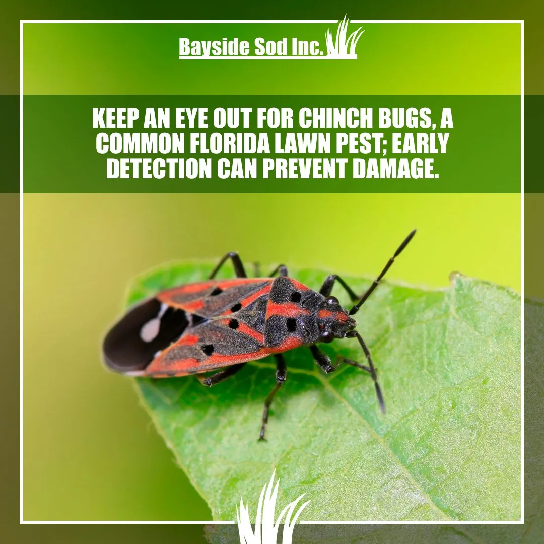 The Chinch Bug