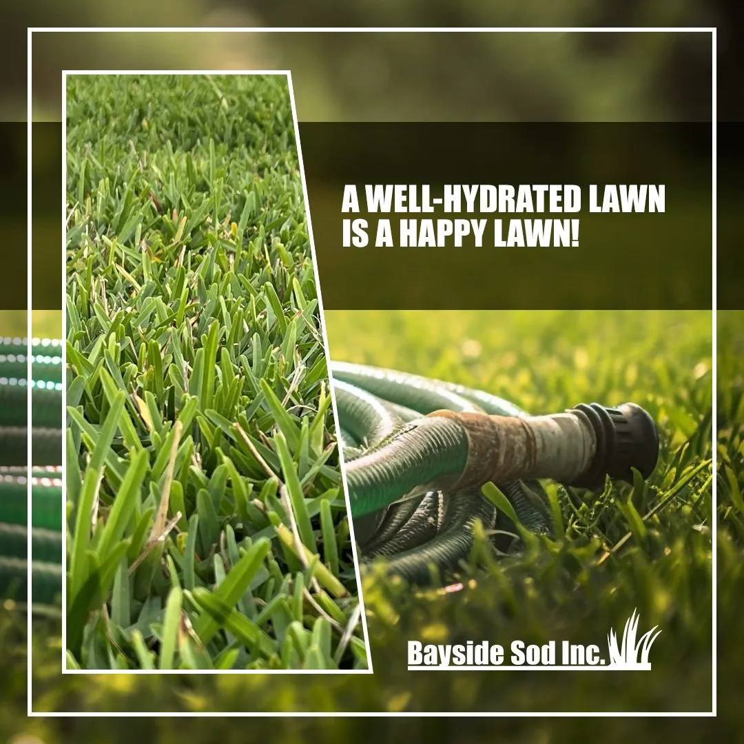 A well-hydrated lawn is a happy lawn