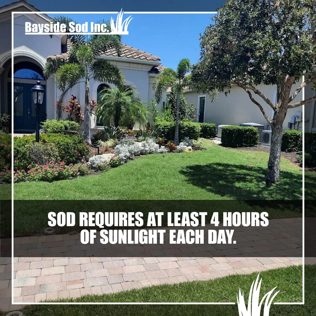 How much sunlight each day does sod need?