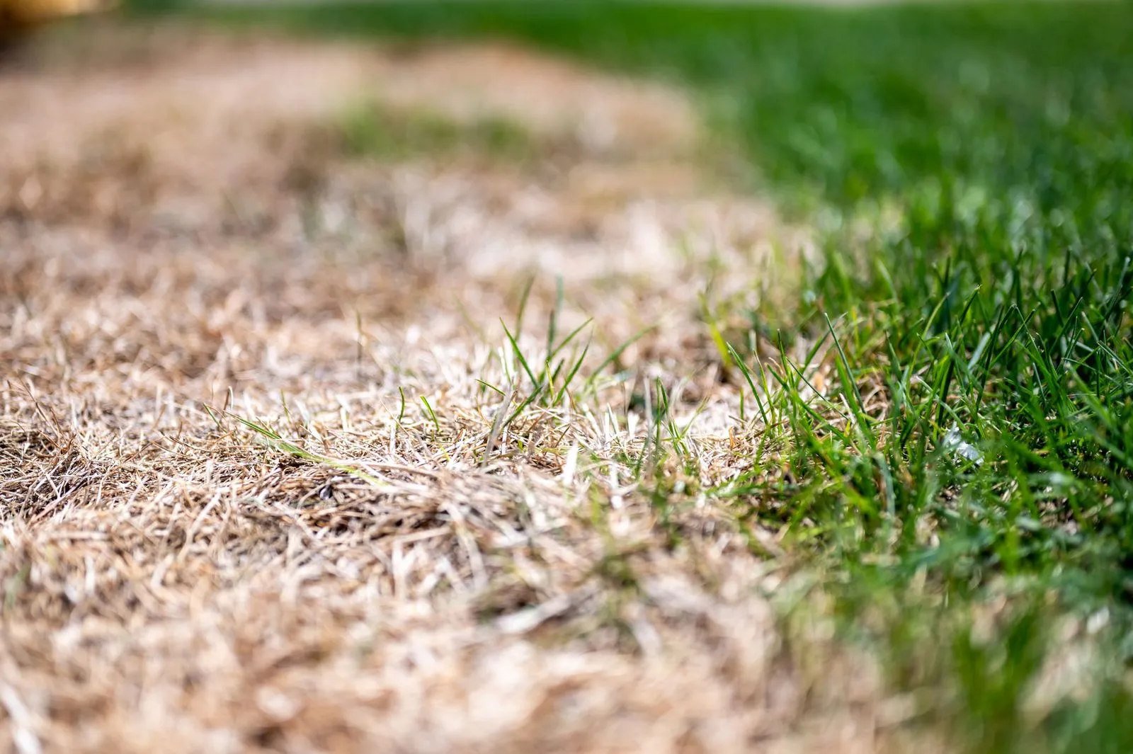 Fill gaps with sod