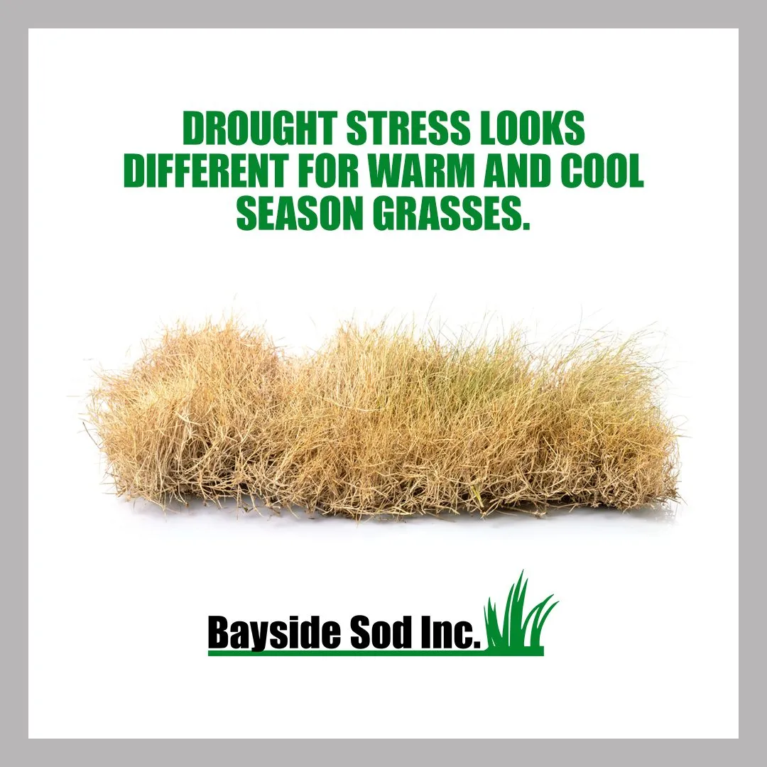 How to bring back your lawn from drought stress