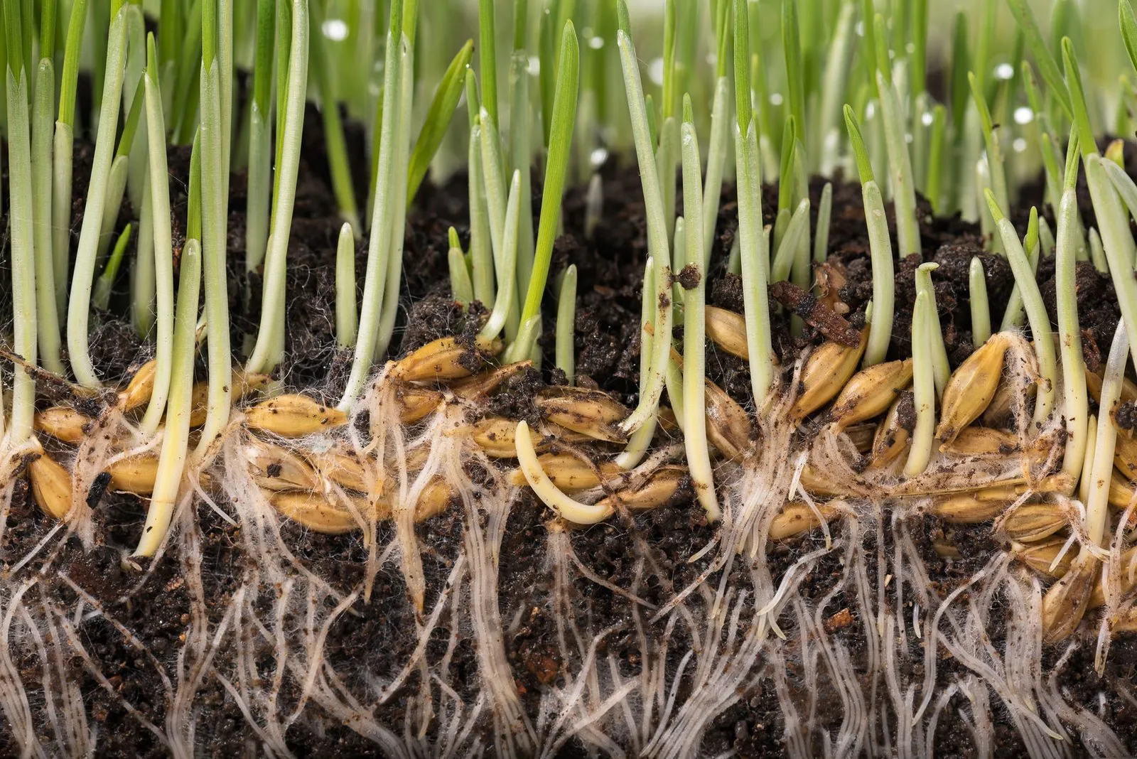 Mowing helps promote a strong root system