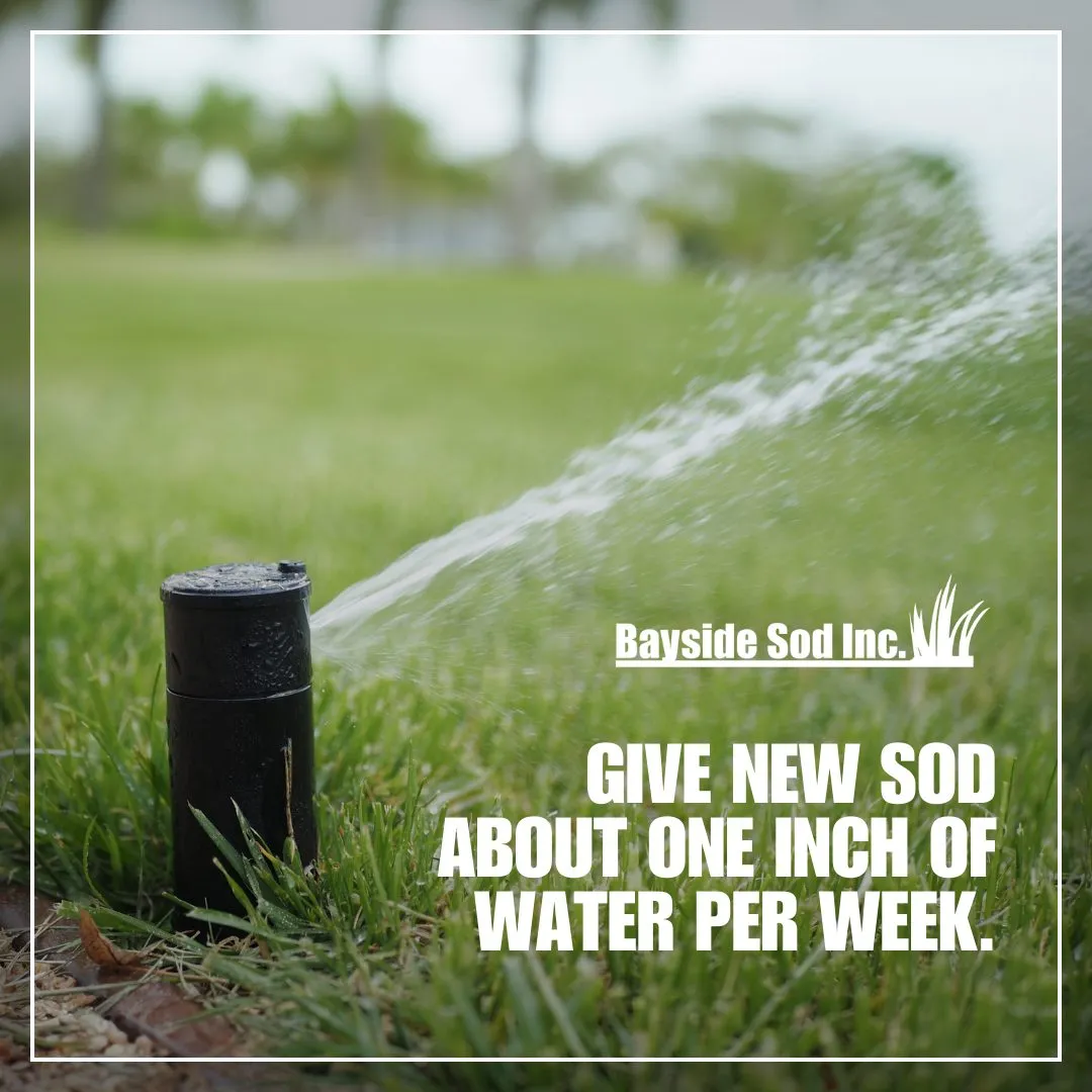 Watering is crucial