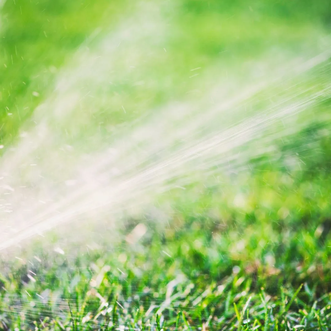 When to water new sod