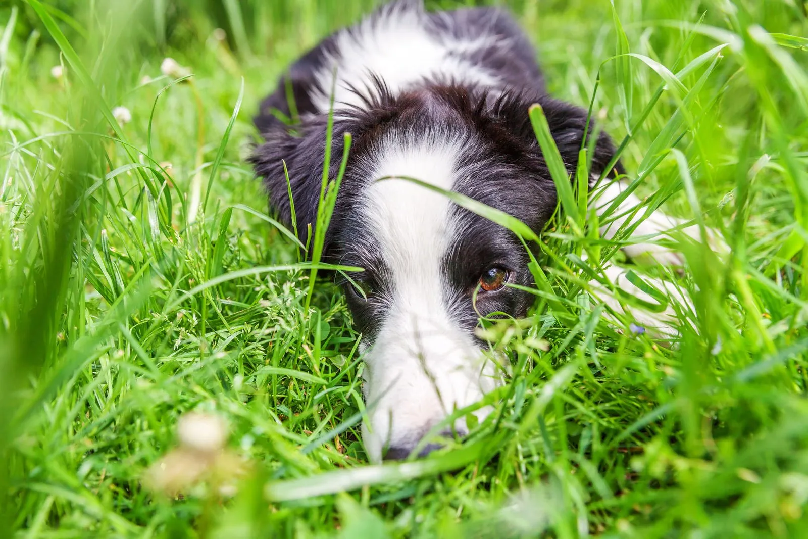 Choose a pet-friendly sod variety