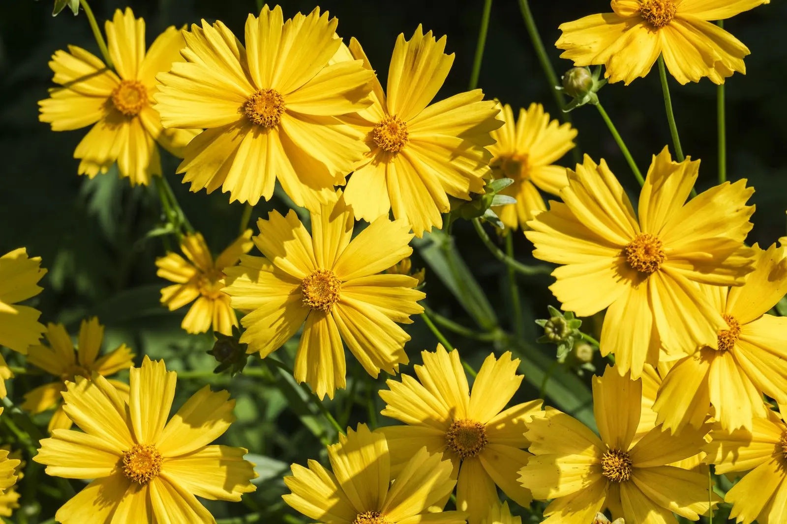 Add a splash of color with Florida's official flower