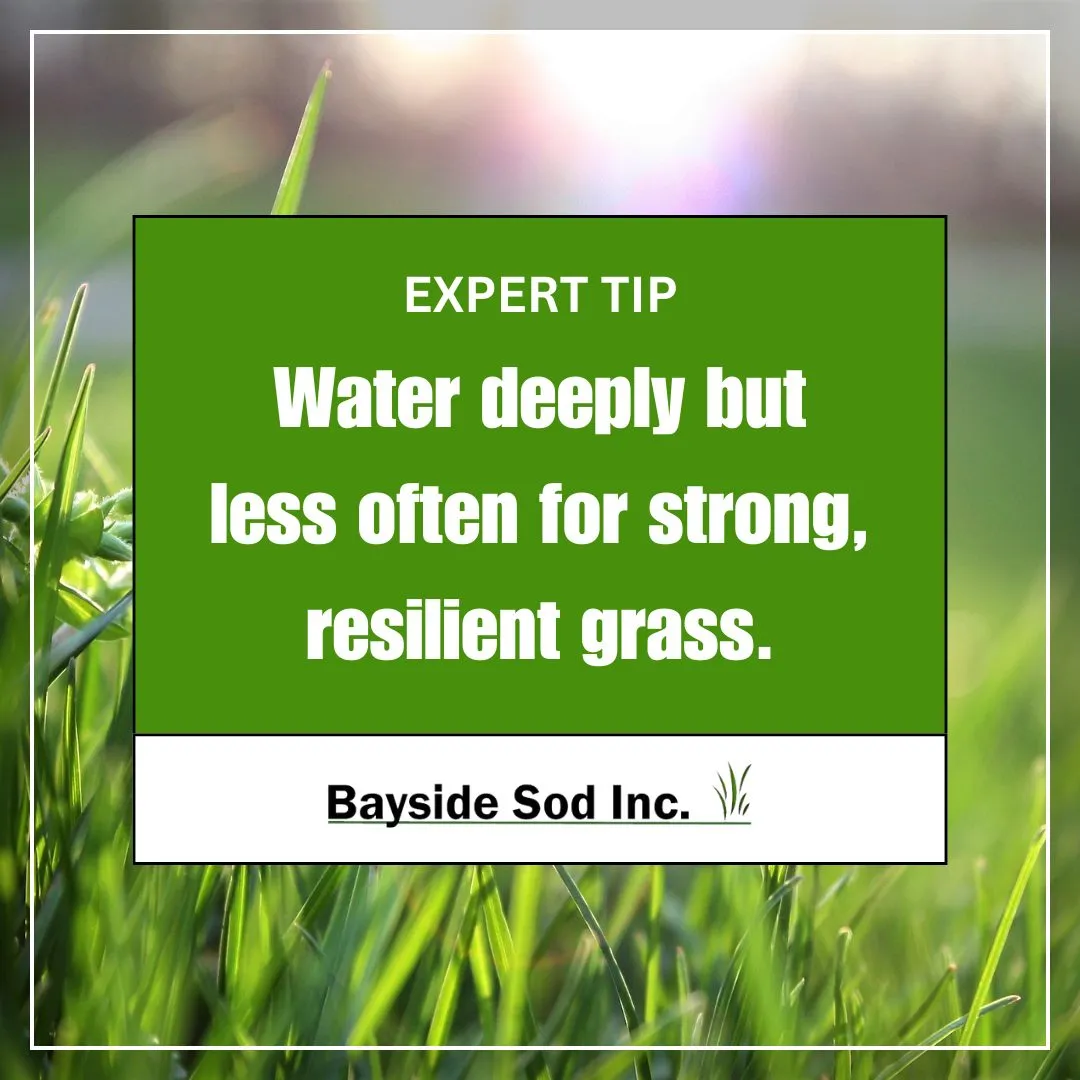 Water deeply but less often