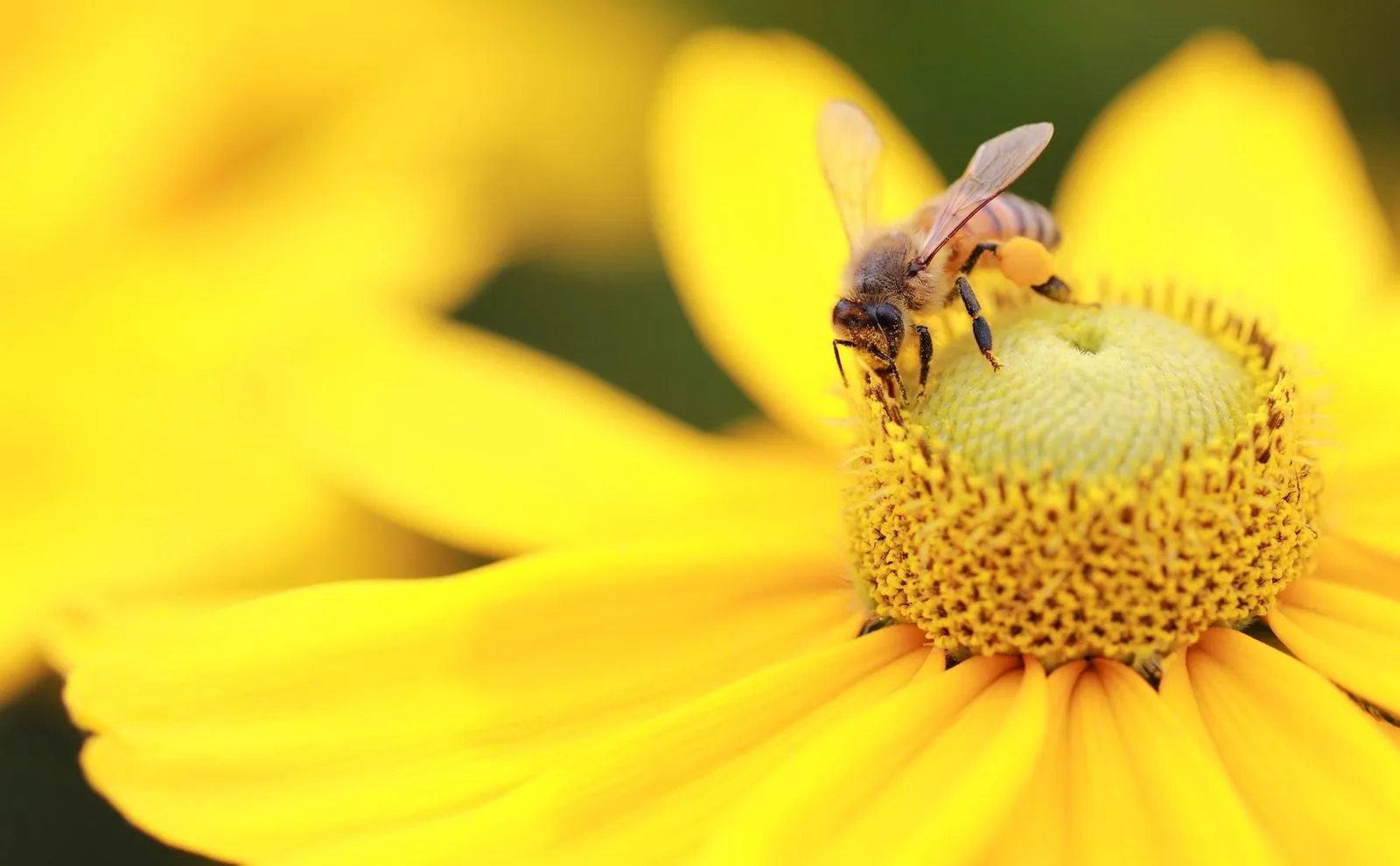 Consider using native plants