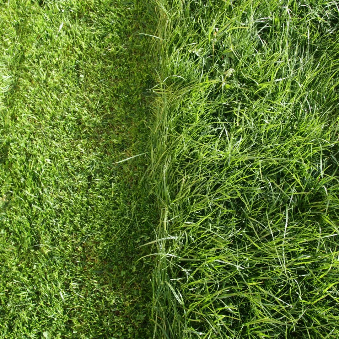 Don't stress the grass