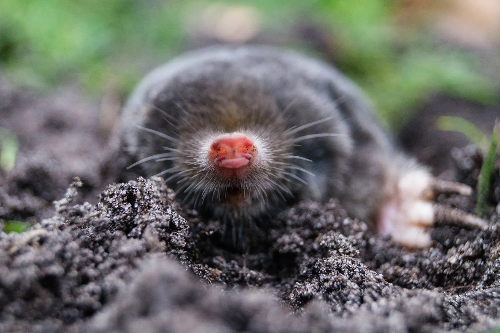 Remove mole food source to stop invasion
