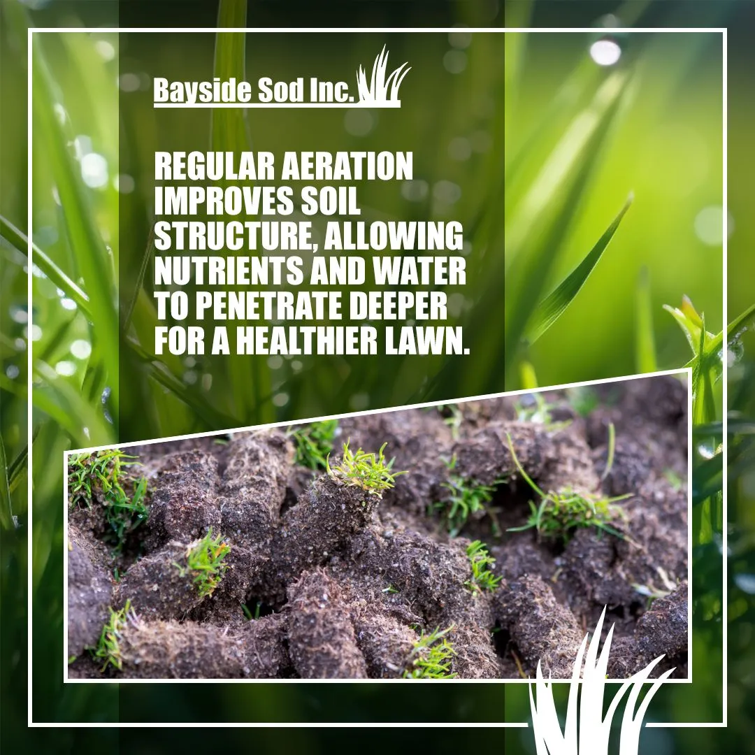 Apply a slow-release fertilizer