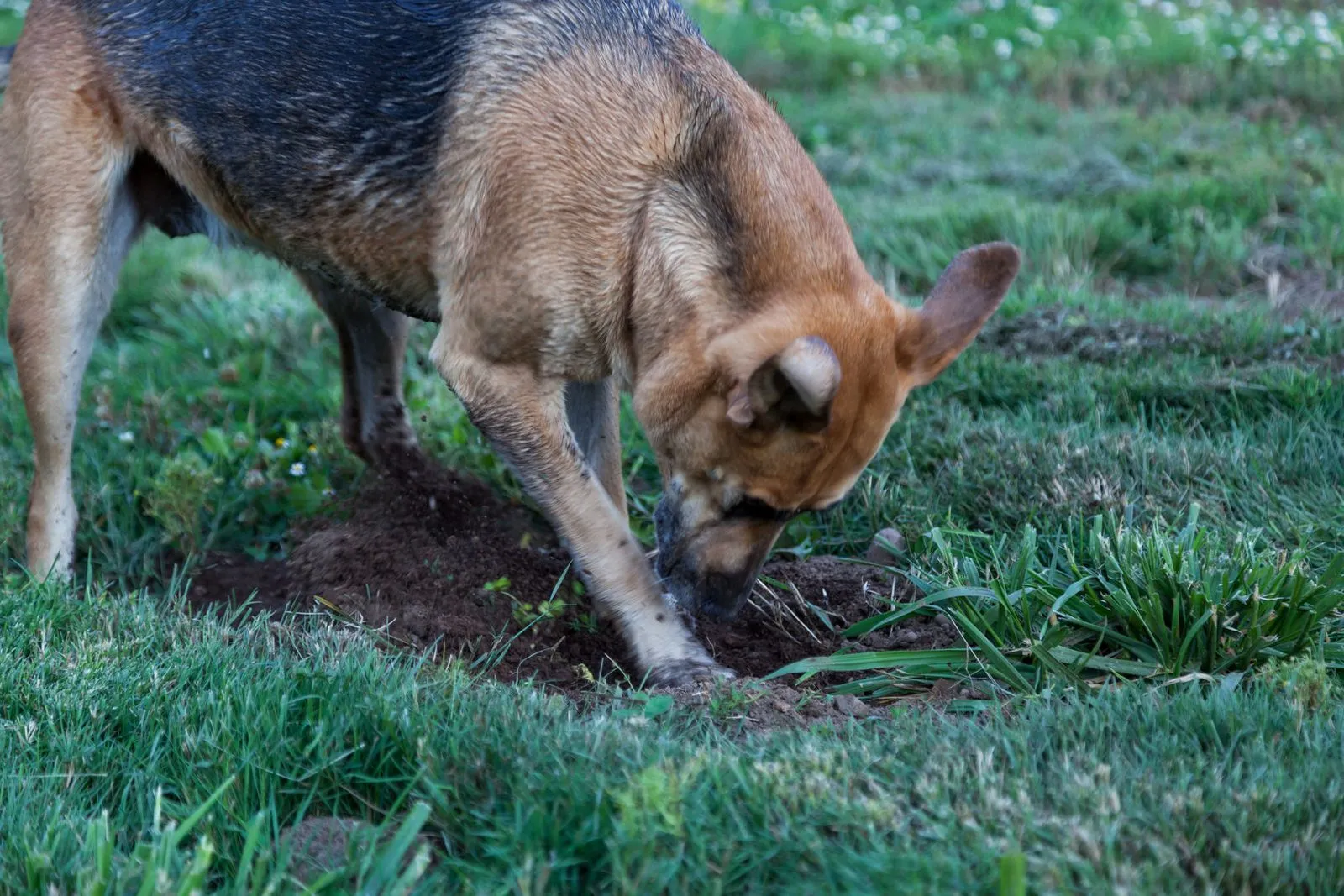 Let Bayside Sod help with sod repair