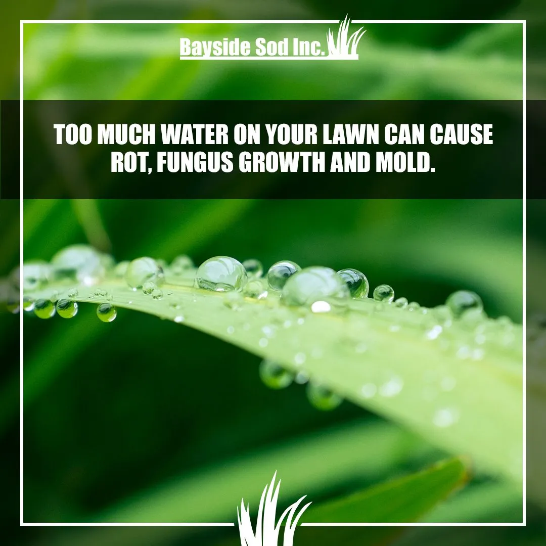 Proper watering of your lawn is crucial