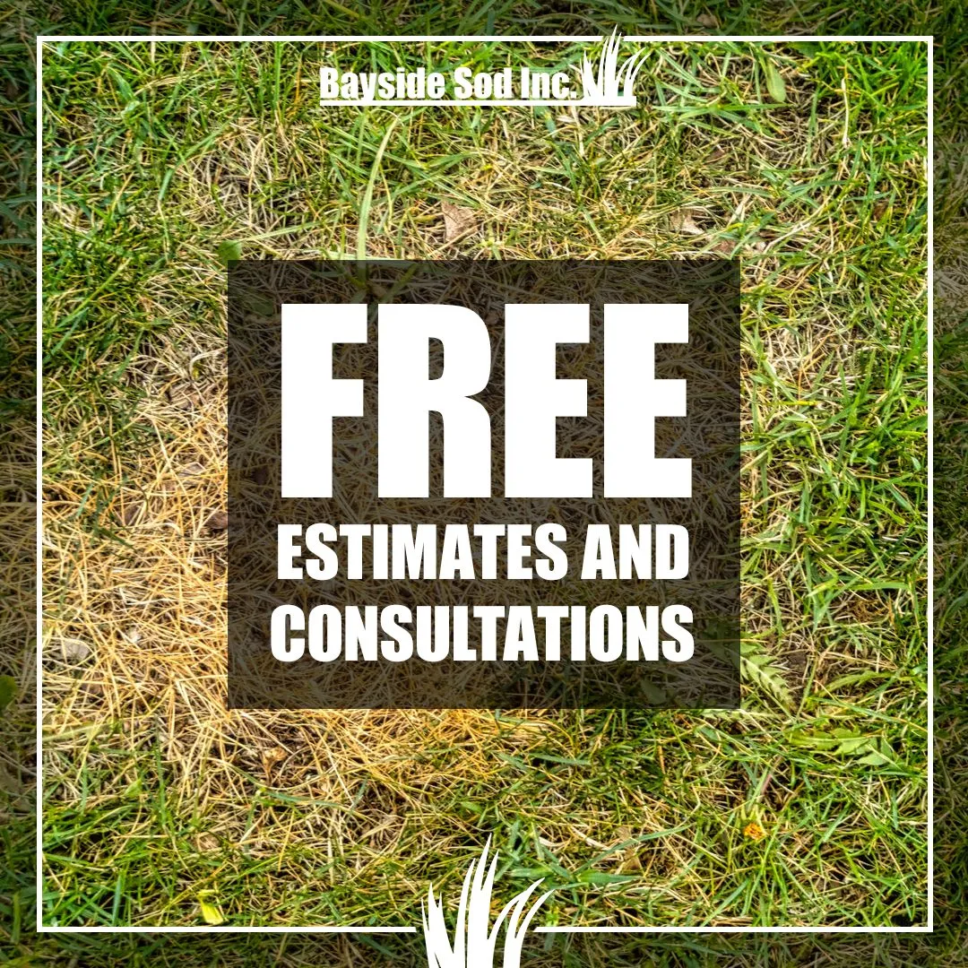 Has drought killed your grass?