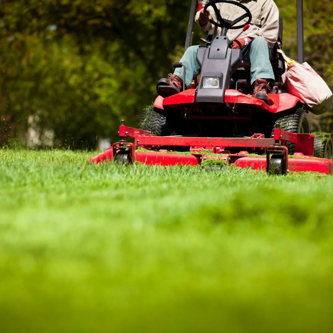 Mowing new sod
