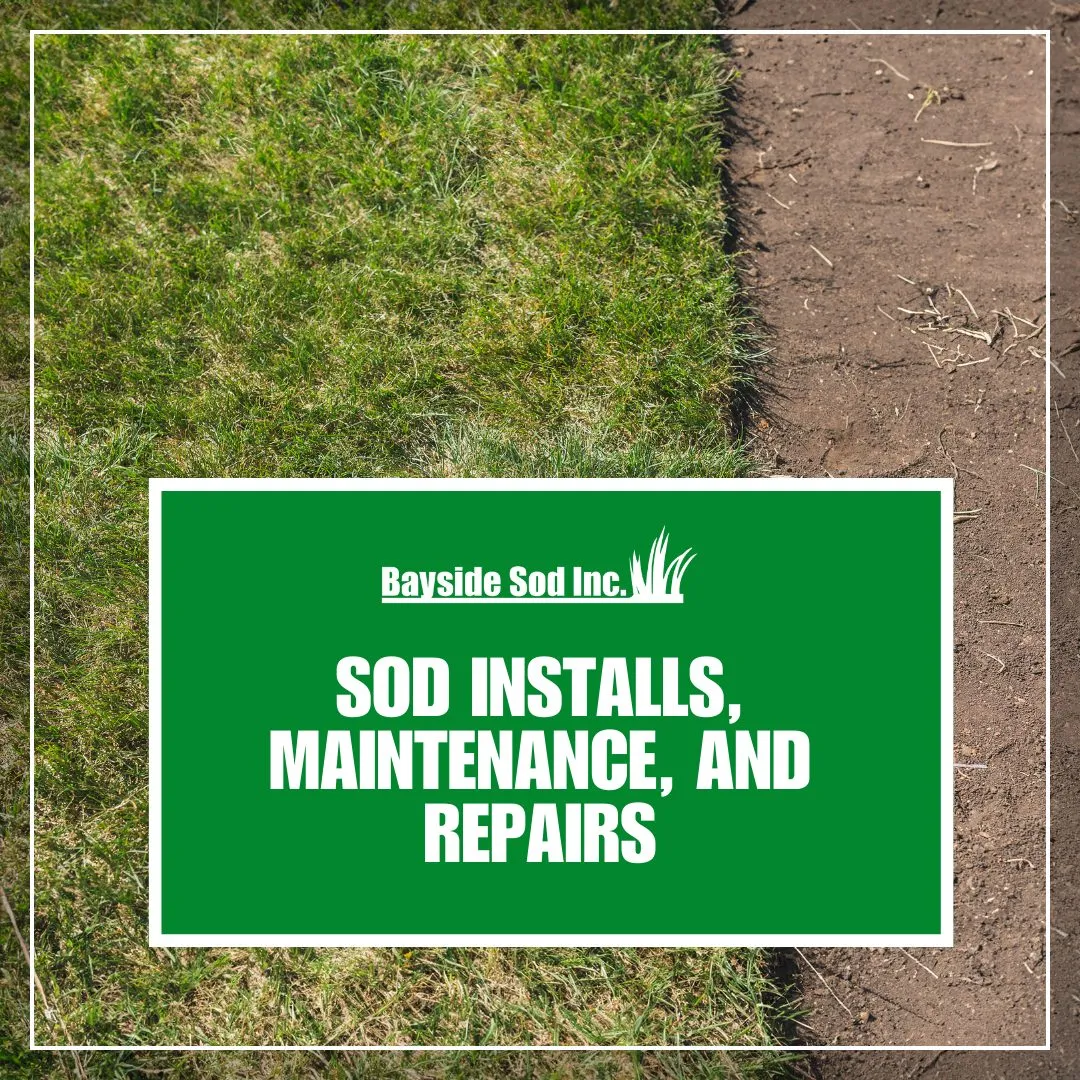 Exceptional sod installation