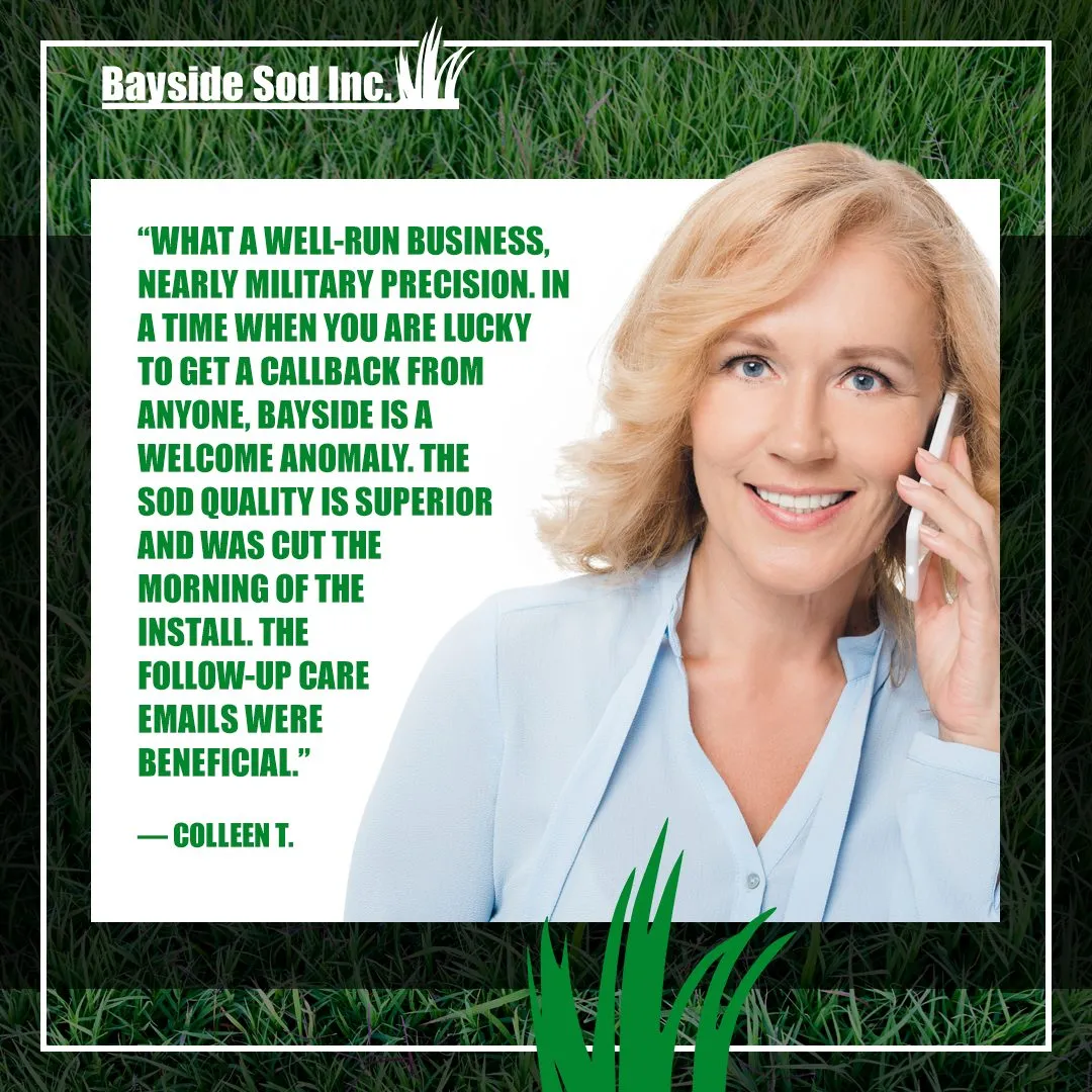 Superior quality sod
