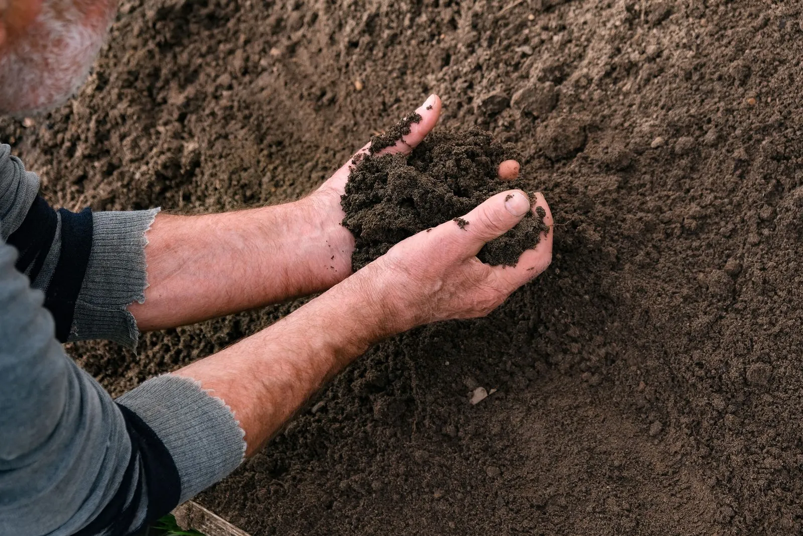 Prepare the soil