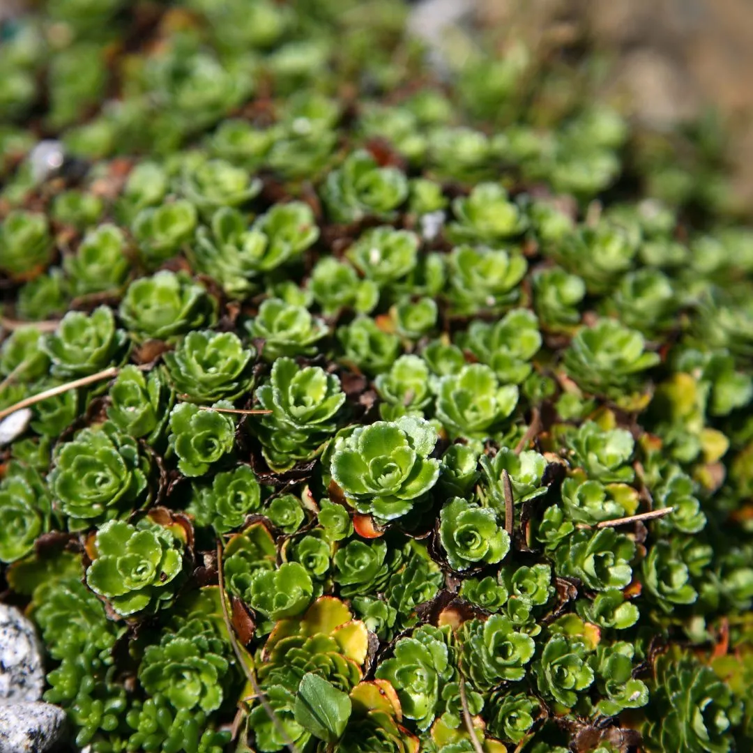 The unsung landscape heroes