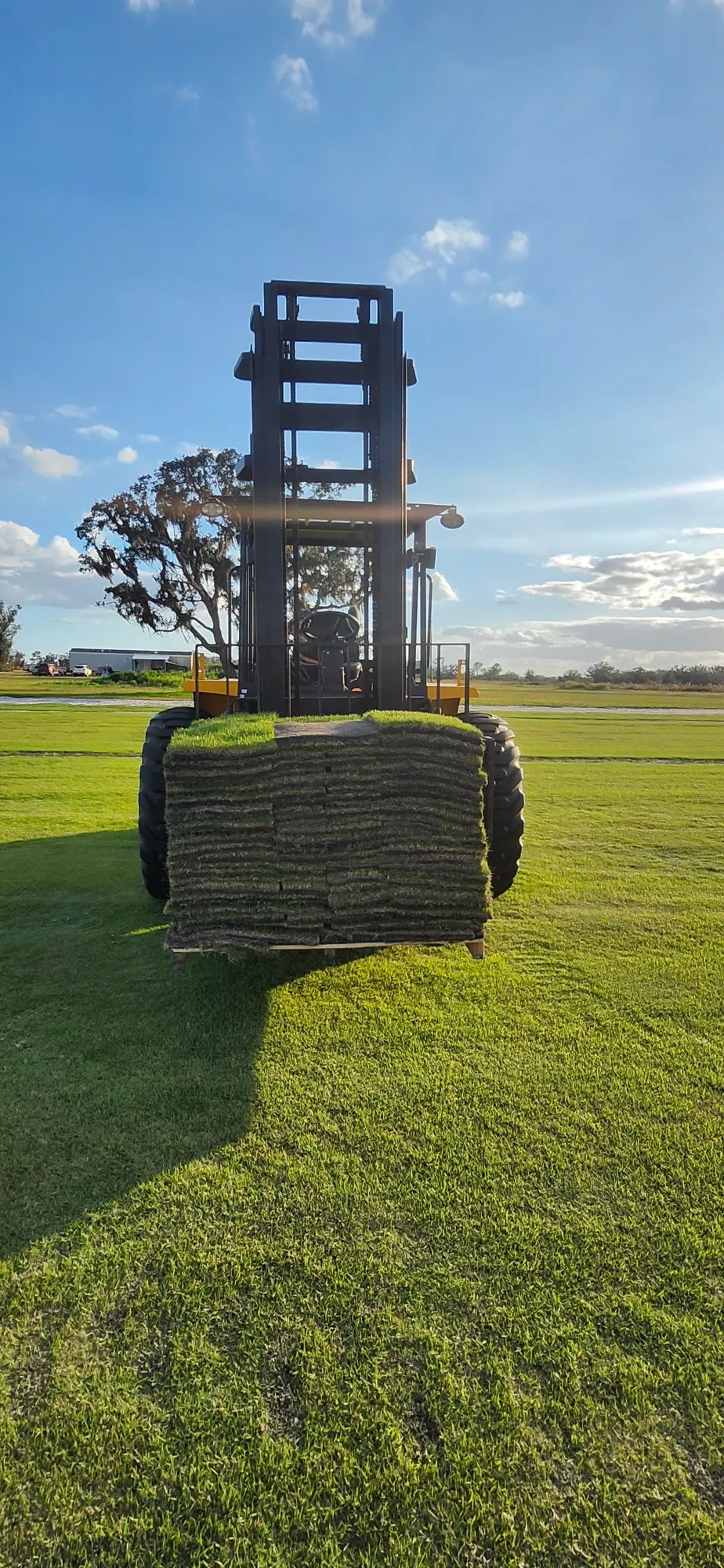Forklift carrying a fresh-cut pallet of CitraZoy Zoysia sod across a field at the Bayside Sod farm