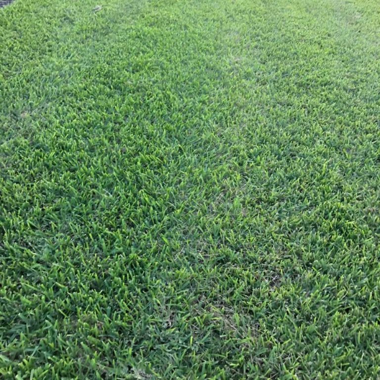 Floratam St. Augustine Sod in Bradenton, FL Bayside Sod
