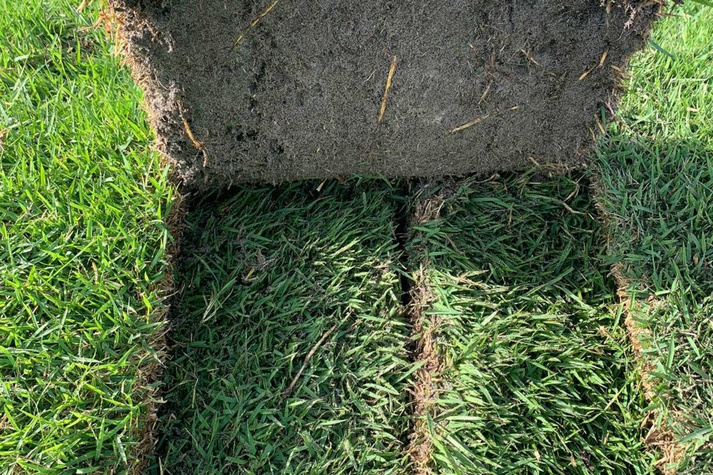 EMPIRE® Zoysia Turf Grass in Bradenton Bayside Sod, Inc.