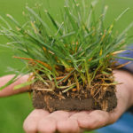 Caring for New Sod in the Summer? (We Can Help!)