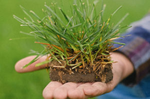 Caring for New Sod in the Summer? (We Can Help!)