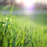 3 Best Types of Grass for Florida Lawns
