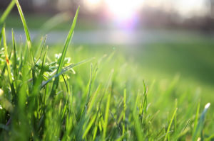 3 Best Types of Grass for Florida Lawns