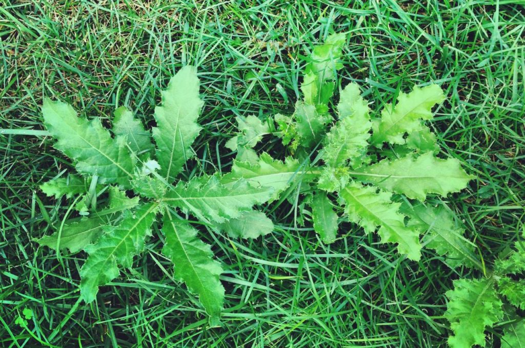The Most Common Lawn Weeds & How to Eradicate Them
