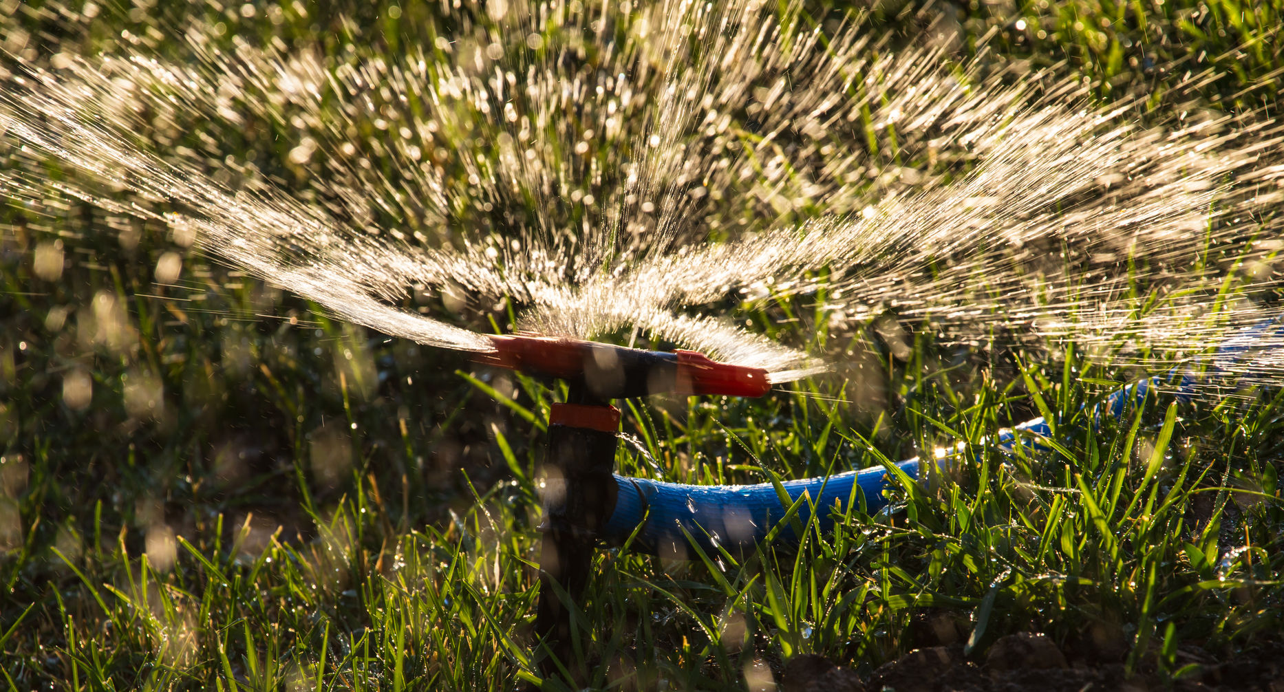 Highly irrigation Bayside Sod