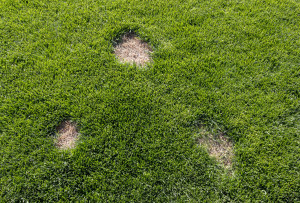 Lawn has suffered damage from a disease or pet. Need to update the lawn.
