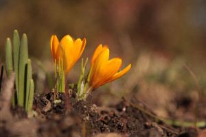 Two yellow crocuses on a blurred background with copy space