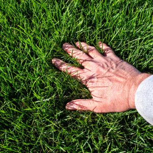 Man inspecting perfect green healthy lawn CANVA