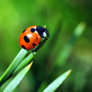 Ladybug on blade of grass CANVA