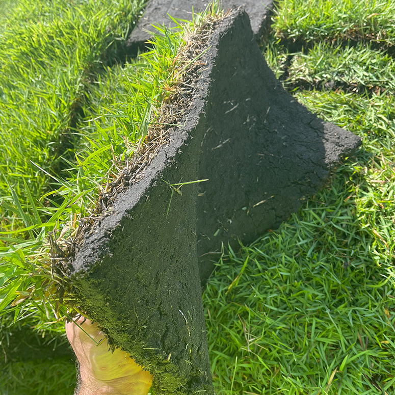 Baysidesod Guaranteed