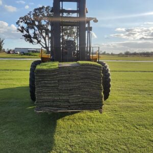A fresh-cut pallet of CitraZoy Zoysia sod on a forklift in front of the growing field