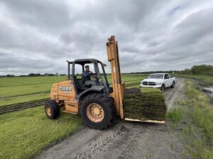 Pallet of freshly harvested Fusion St. Augustine sod at the Bayside Sod farm